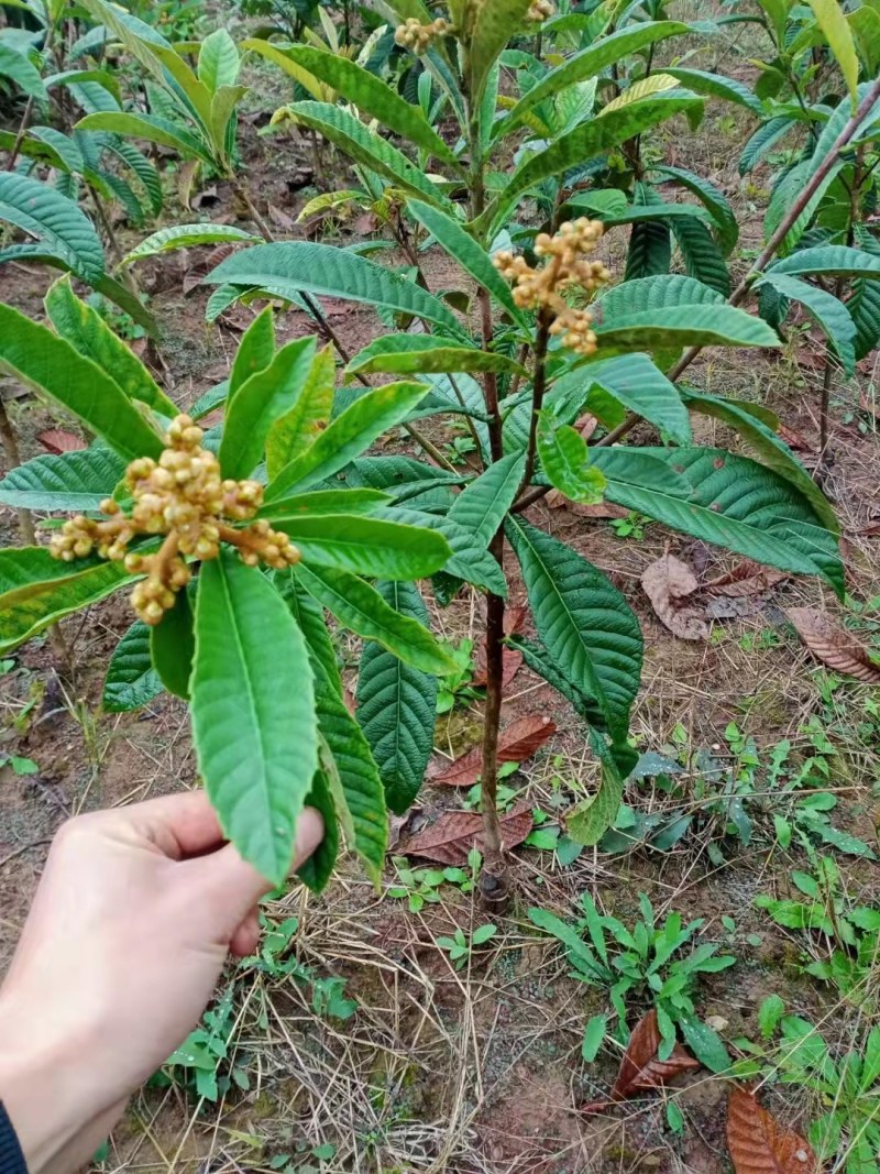 枇杷苗嫁接大五星枇杷果树苗南方北方水果苗带土带叶