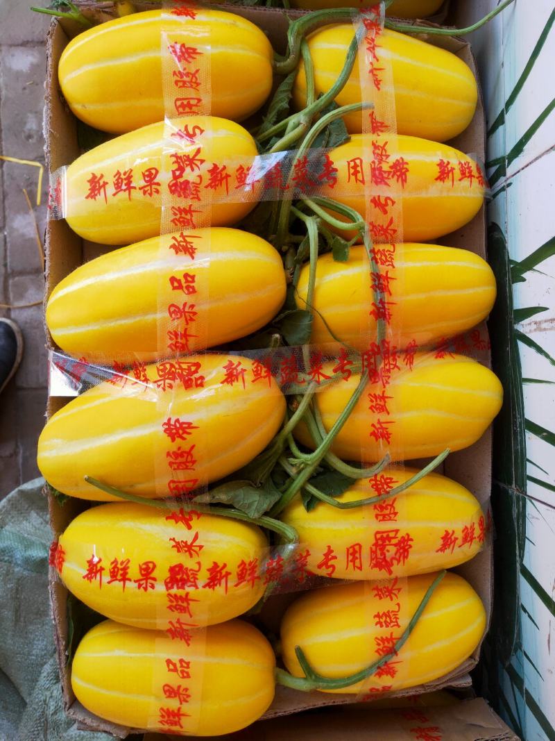 黄金甜瓜，外香内甜，清脆爽口，产地直发，量大从优