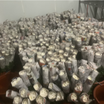 白菊，黄菊