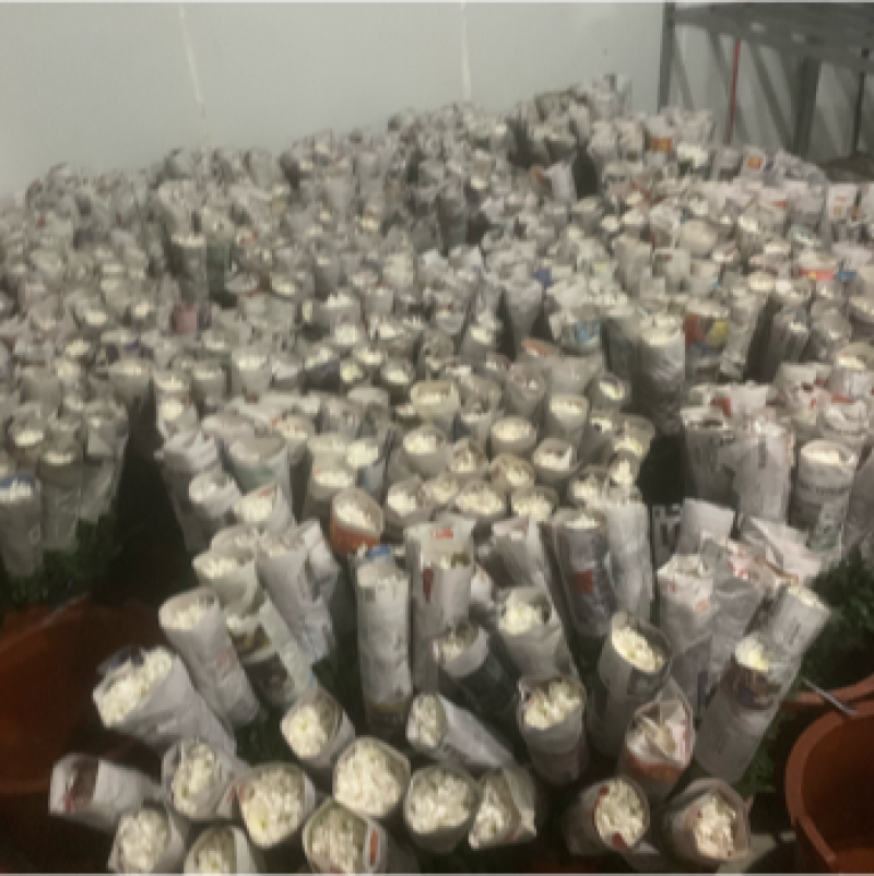 白菊，黄菊