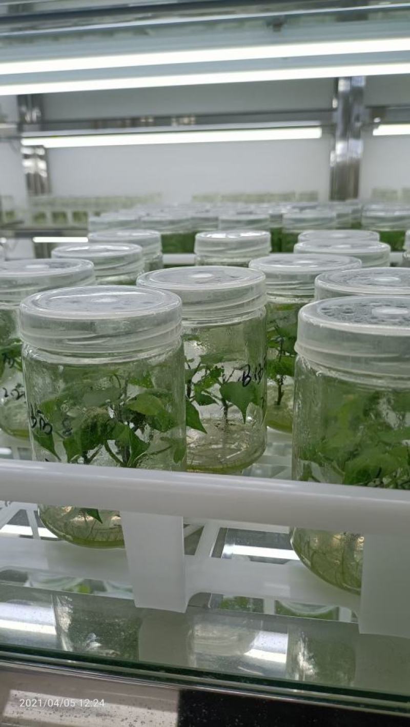 脱毒西瓜红优质红薯苗