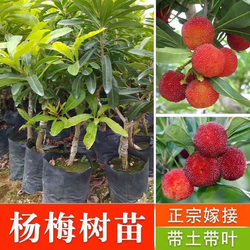 杨梅苗嫁接苗东魁杨梅苗正宗杨梅树苗特大早熟南北方种植