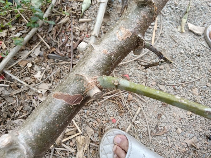 农家自种培育的木薯树，现切现发木薯种50技为—件包邮。