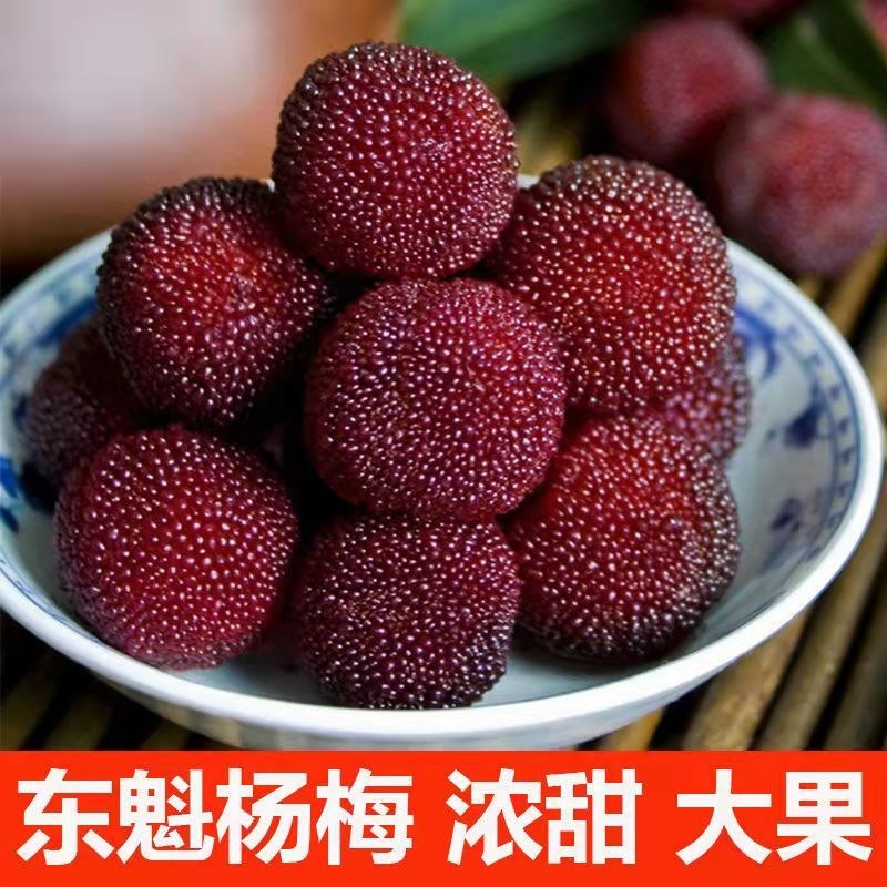 杨梅苗嫁接苗东魁杨梅苗正宗杨梅树苗特大早熟南北方种植