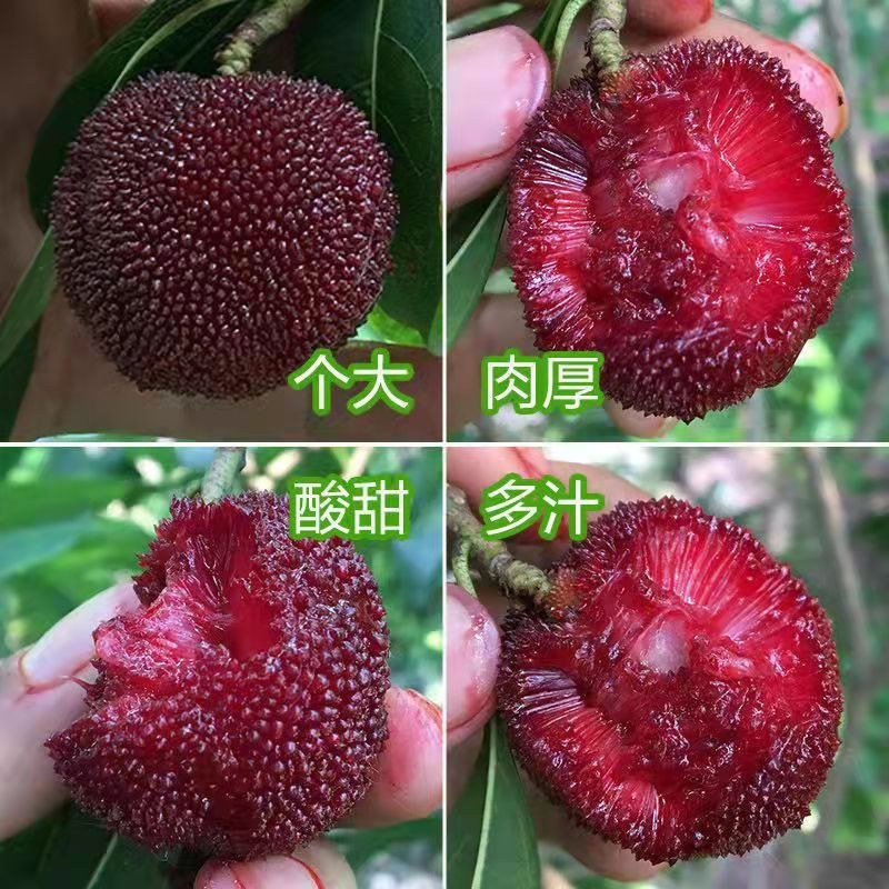 杨梅苗嫁接苗东魁杨梅苗正宗杨梅树苗特大早熟南北方种植