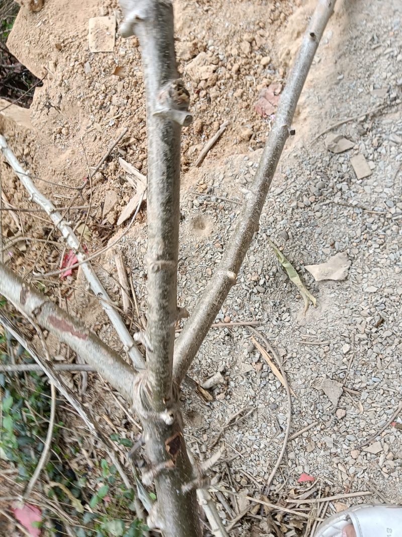 农家自种培育的木薯树，现切现发木薯种50技为—件包邮。