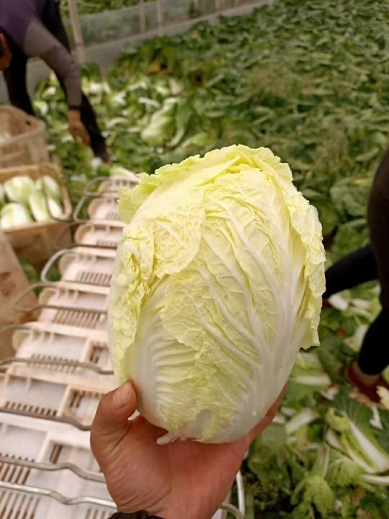 大娃娃菜