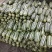 山东莘县【30万亩大产区】博洋甜瓜9号61大量供应，来电
