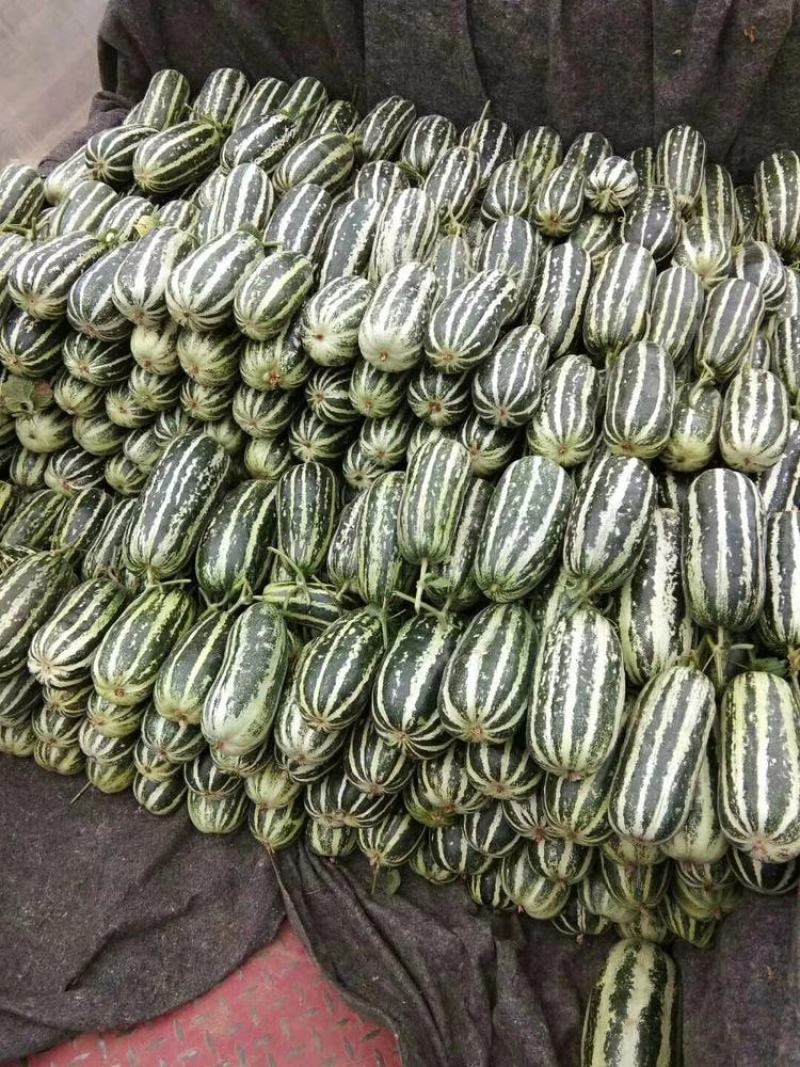 山东莘县【30万亩大产区】博洋甜瓜9号61大量供应，来电