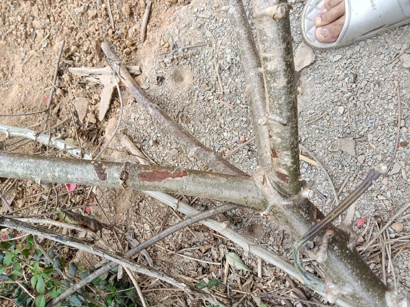 农家自种培育的木薯树，现切现发木薯种50技为—件包邮。