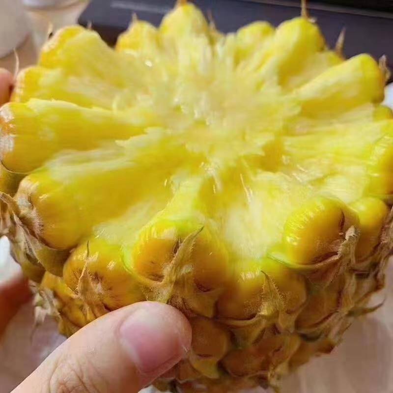 海南产地精品凤梨对接各大市场商超
