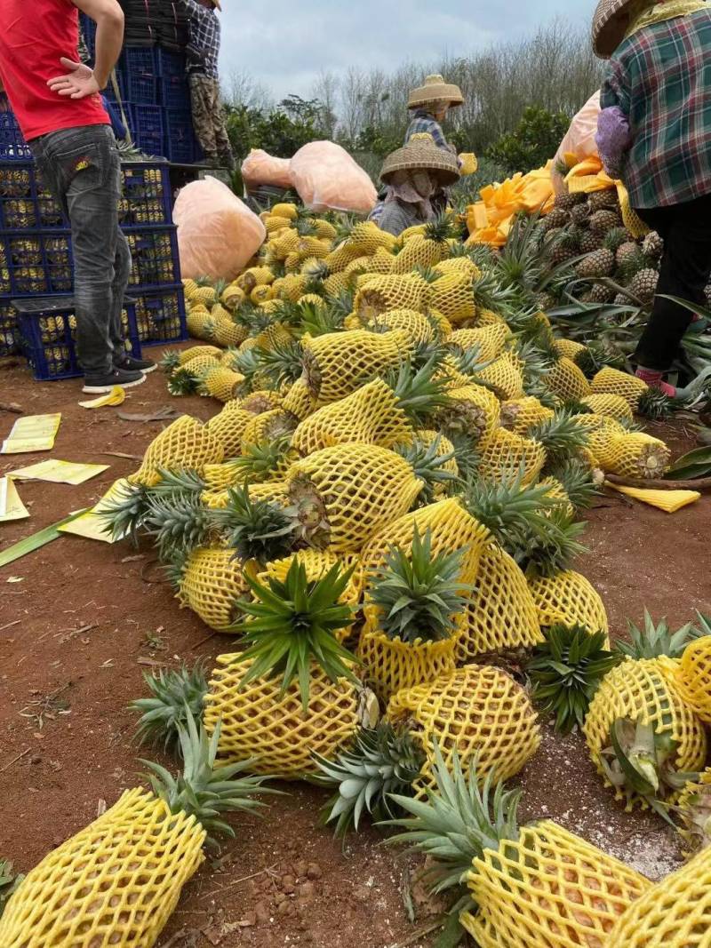 海南产地精品凤梨对接各大市场商超