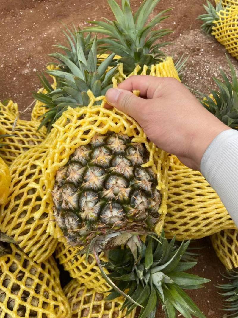 海南产地精品凤梨对接各大市场商超