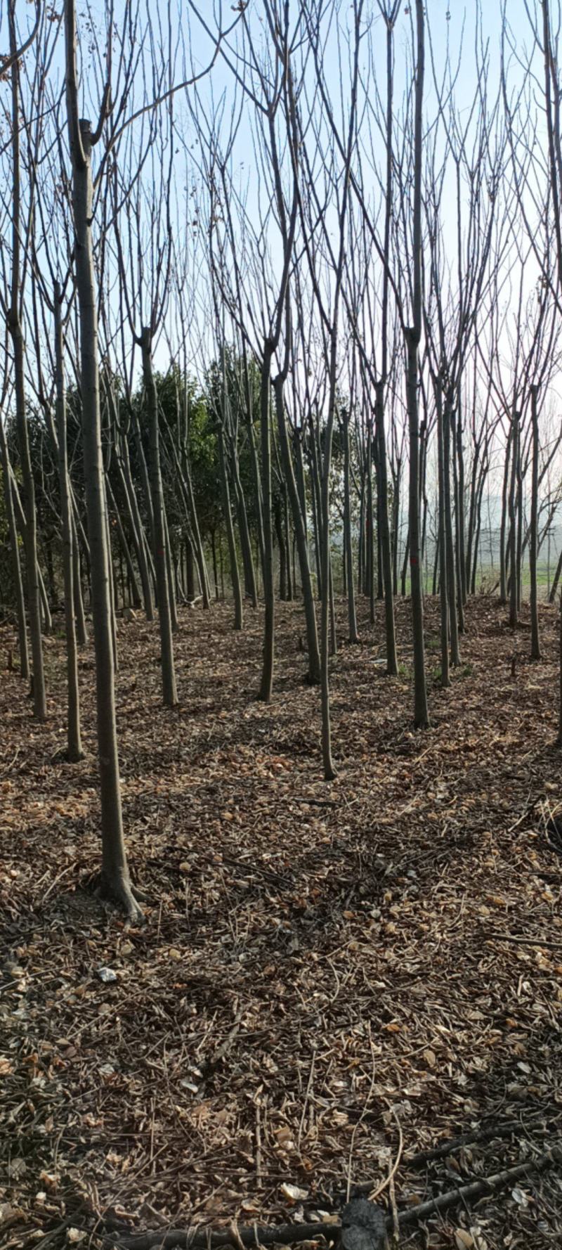 黄山栾树大小都有一手货源杆直冠园