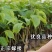 桑葚苗树苗嫁接苗桑果苗盆栽地栽四季结果水果树苗当年结果长