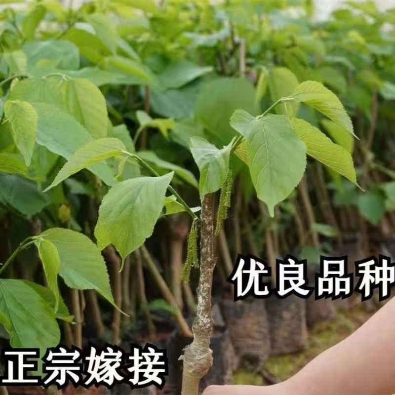 桑葚苗树苗嫁接苗桑果苗盆栽地栽四季结果水果树苗当年结果长
