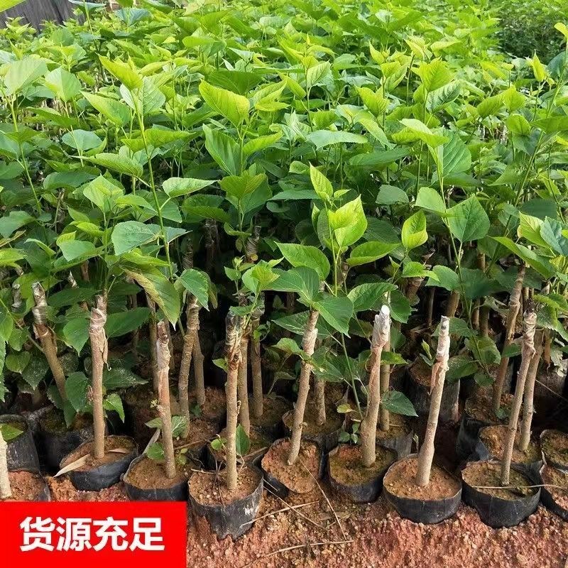 桑葚苗树苗嫁接苗桑果苗盆栽地栽四季结果水果树苗当年结果长