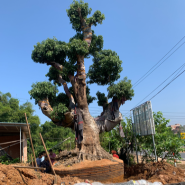 百年荔枝古树，风景树（规格电话咨询）