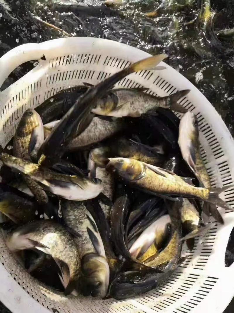 花鲢鱼苗淡水养殖大头鱼胖头鱼活体包损白鲢鱼鲫本地鱼苗批发