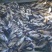 花鲢鱼苗淡水养殖大头鱼胖头鱼活体包损白鲢鱼鲫本地鱼苗批发