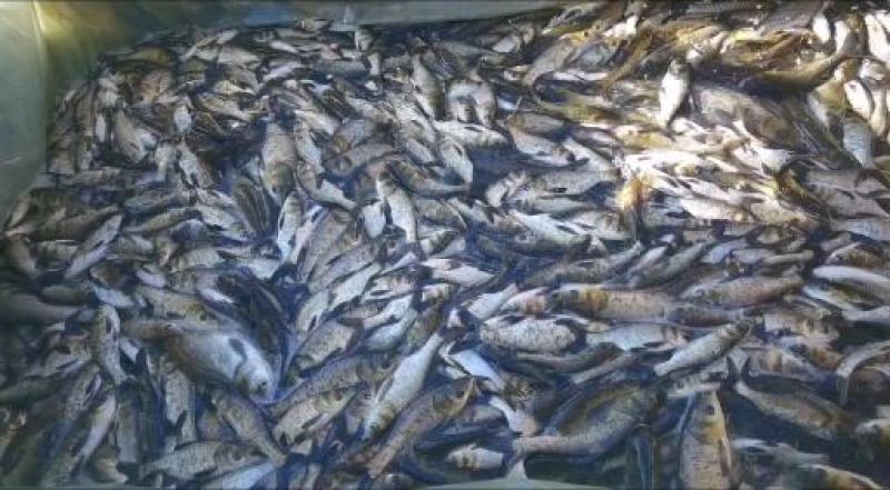 花鲢鱼苗淡水养殖大头鱼胖头鱼活体包损白鲢鱼鲫本地鱼苗批发