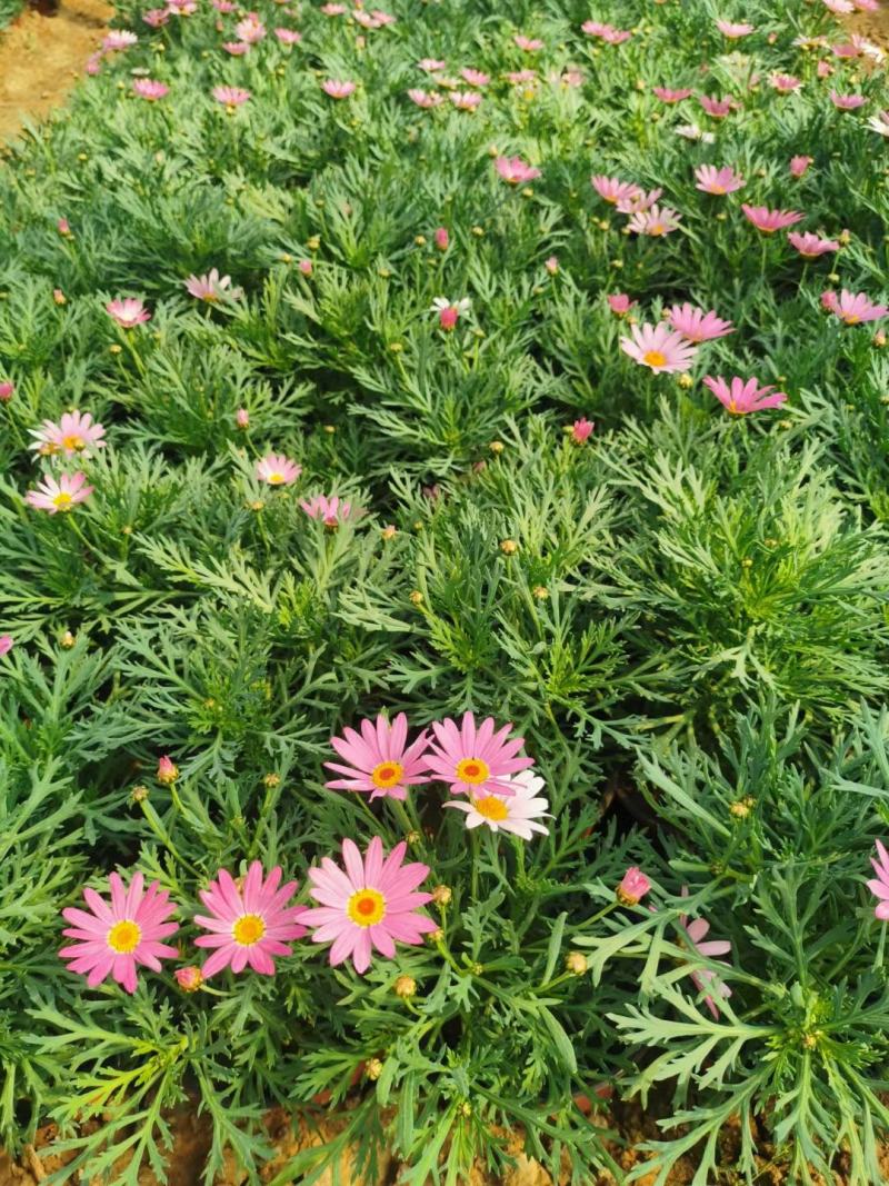 玛格丽特盆栽小菊花绿化小菊花生命力旺盛成活率高