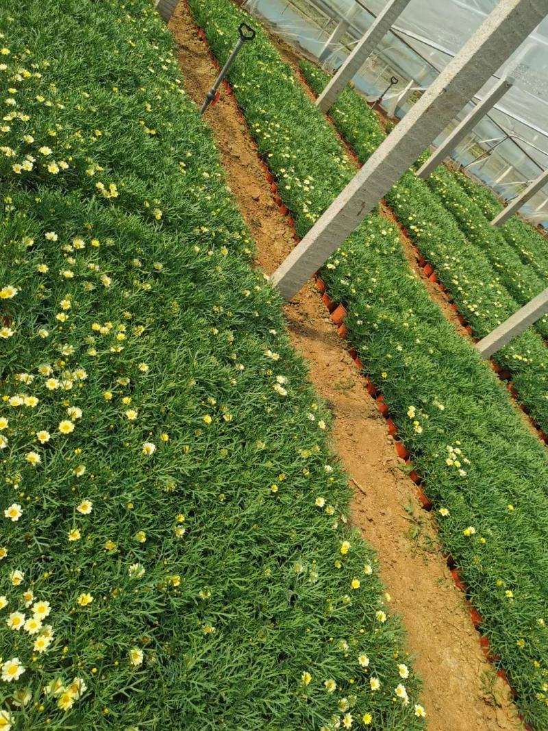 玛格丽特盆栽小菊花绿化小菊花生命力旺盛成活率高
