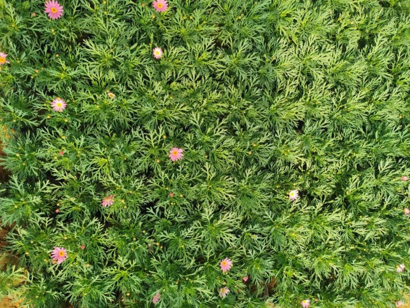 玛格丽特盆栽小菊花绿化小菊花生命力旺盛成活率高