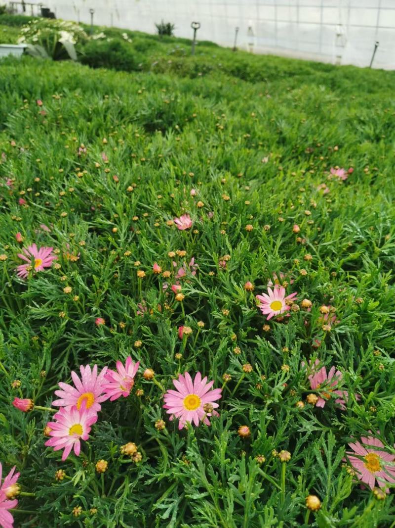 玛格丽特盆栽小菊花绿化小菊花生命力旺盛成活率高