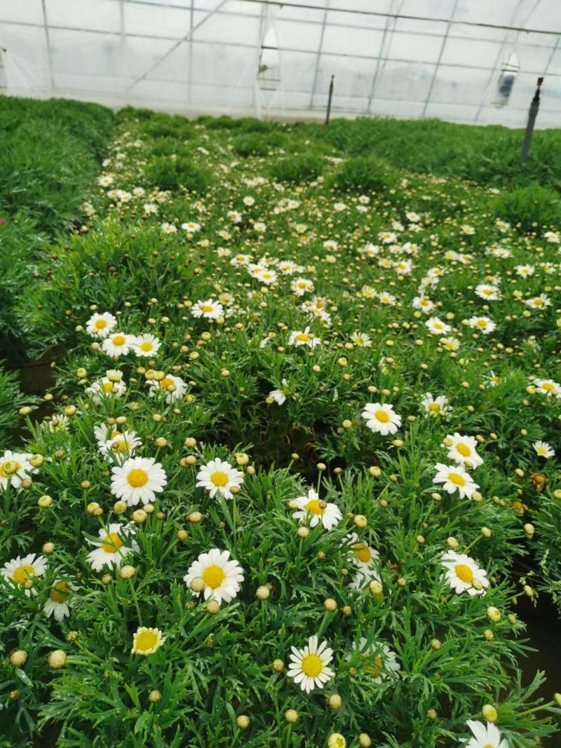 玛格丽特盆栽小菊花绿化小菊花生命力旺盛成活率高