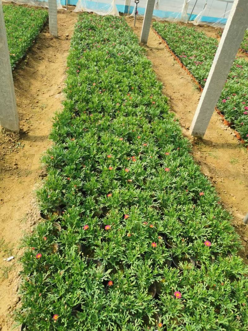 玛格丽特盆栽小菊花绿化小菊花生命力旺盛成活率高