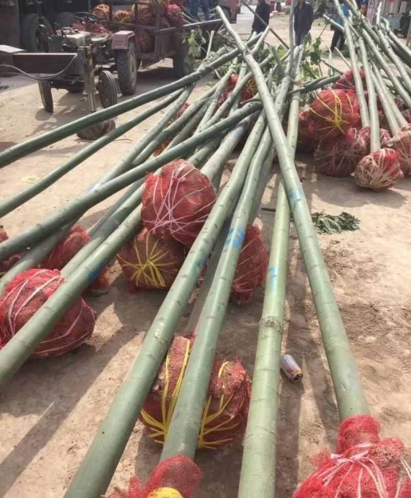 米径8公分精品青桐树质量有保证！量大从优！