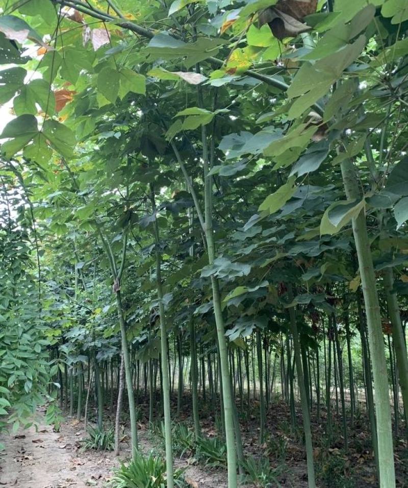 米径8公分精品青桐树质量有保证！量大从优！