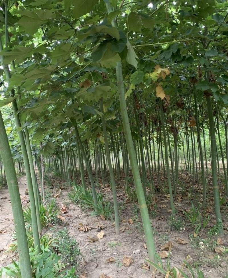 米径8公分精品青桐树质量有保证！量大从优！