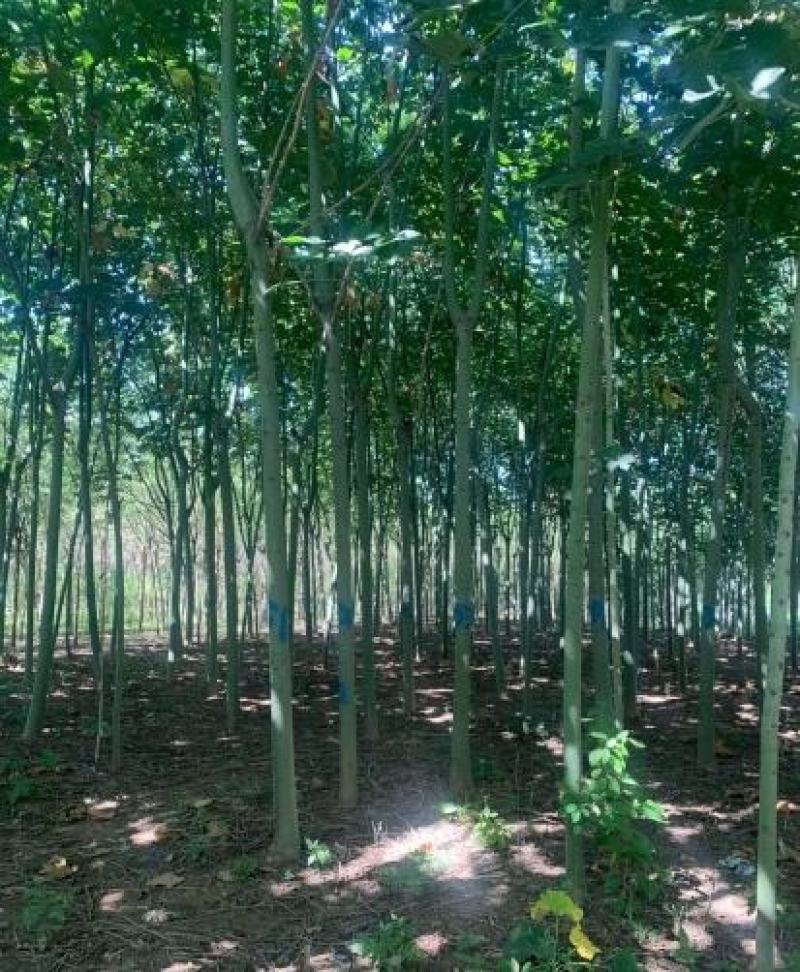 米径8公分精品青桐树质量有保证！量大从优！
