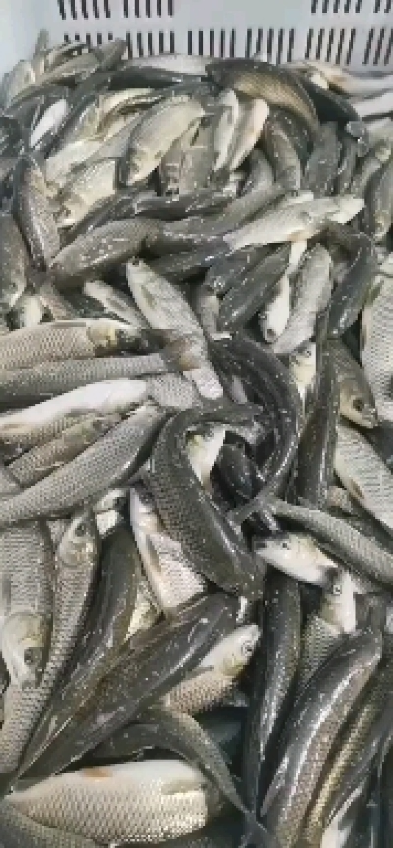 江苏优质草鱼苗淡水养殖成活率高抗病能力强欢迎咨询