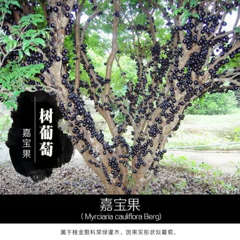 嘉宝果树苗树葡萄苗正宗树葡萄四季早生嘉宝果南北方可种植结