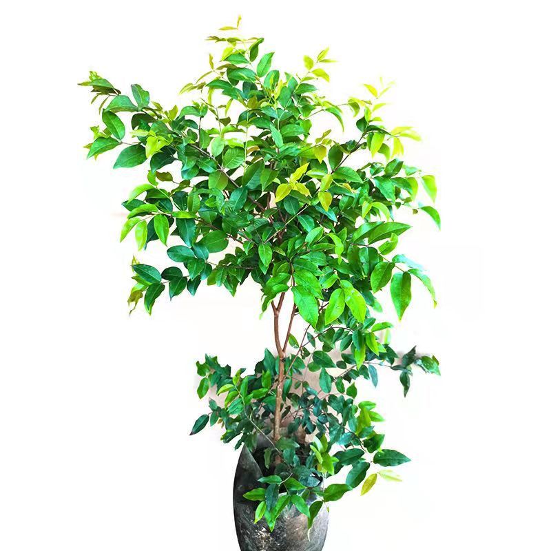嘉宝果树苗树葡萄苗正宗树葡萄四季早生嘉宝果南北方可种植结