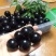 嘉宝果树苗树葡萄苗正宗树葡萄四季早生嘉宝果南北方可种植结