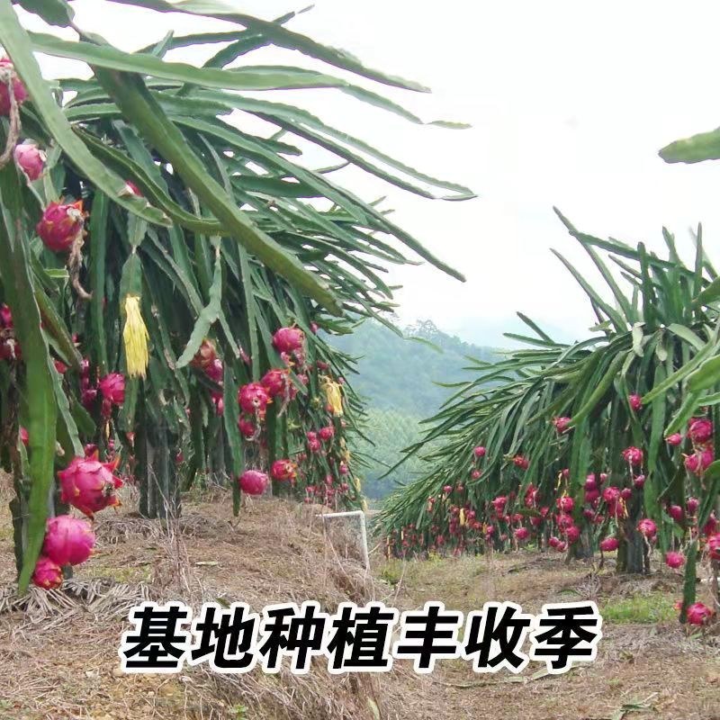 火龙果苗果园盆栽火龙果树苗红心红肉火龙果苗带根发货‘