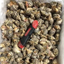 泰国白花螺，质量稳定，5080大小