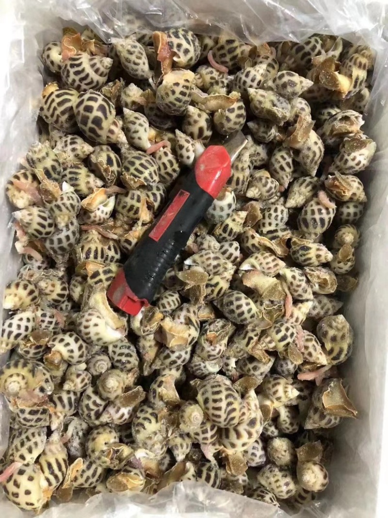 泰国白花螺，质量稳定，5080大小