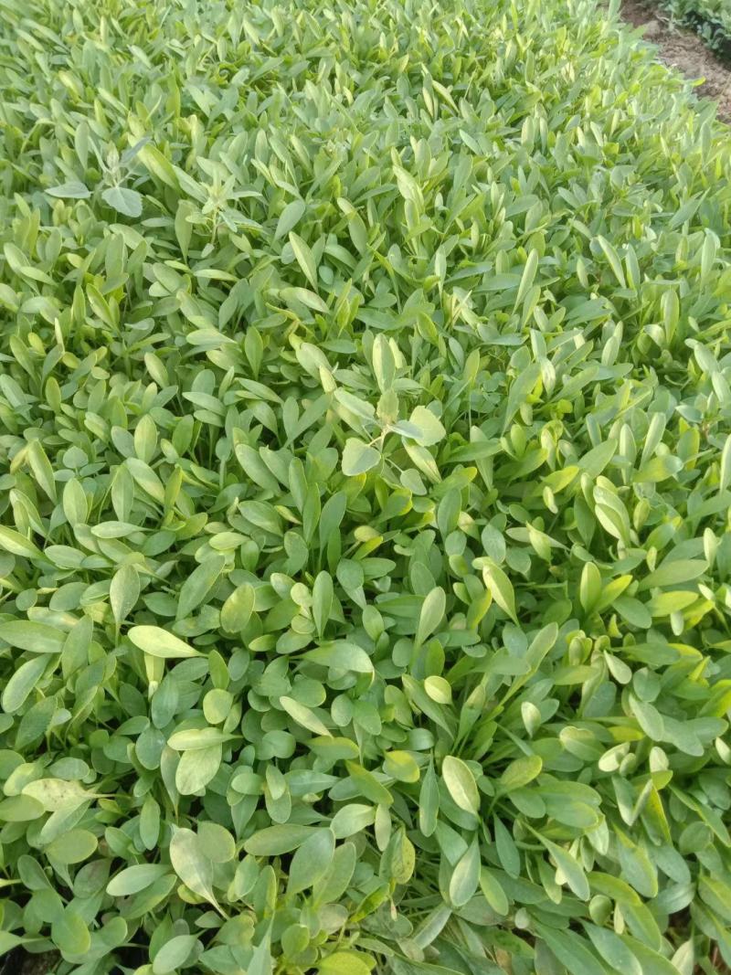 金鸡菊