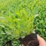 金鸡菊