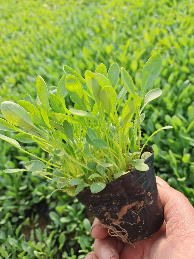 金鸡菊