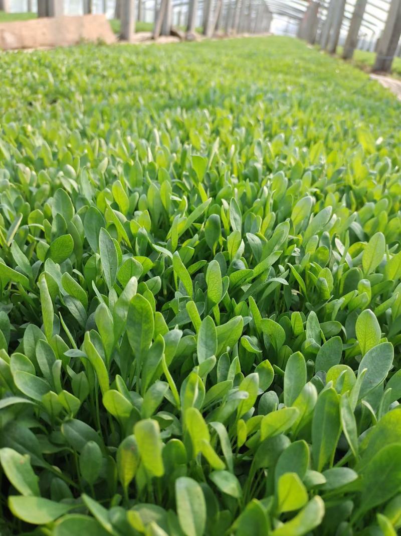 金鸡菊