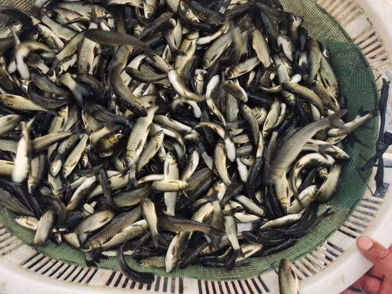 草鱼苗，原塘口，保质保量，货源充足，需要的抓紧联系