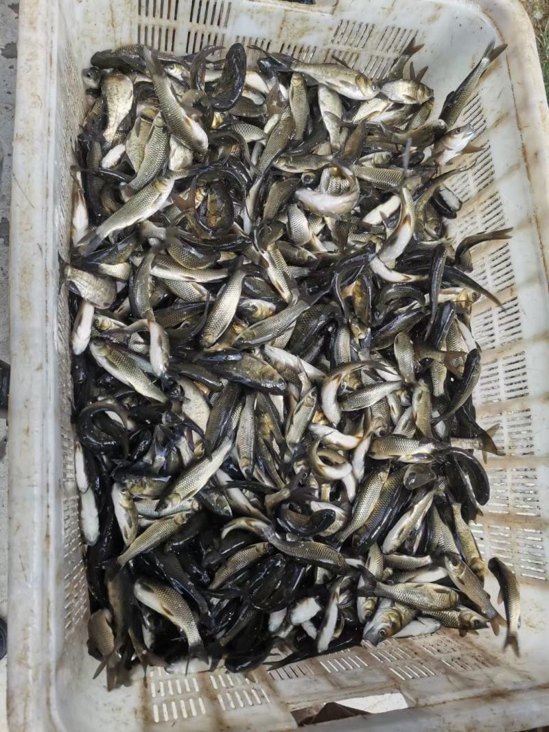草鱼苗，原塘口，保质保量，货源充足，需要的抓紧联系