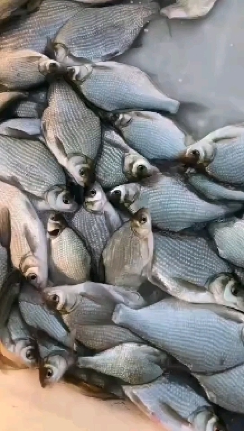精品武昌鱼大小规格都有，需要的老板电话联系