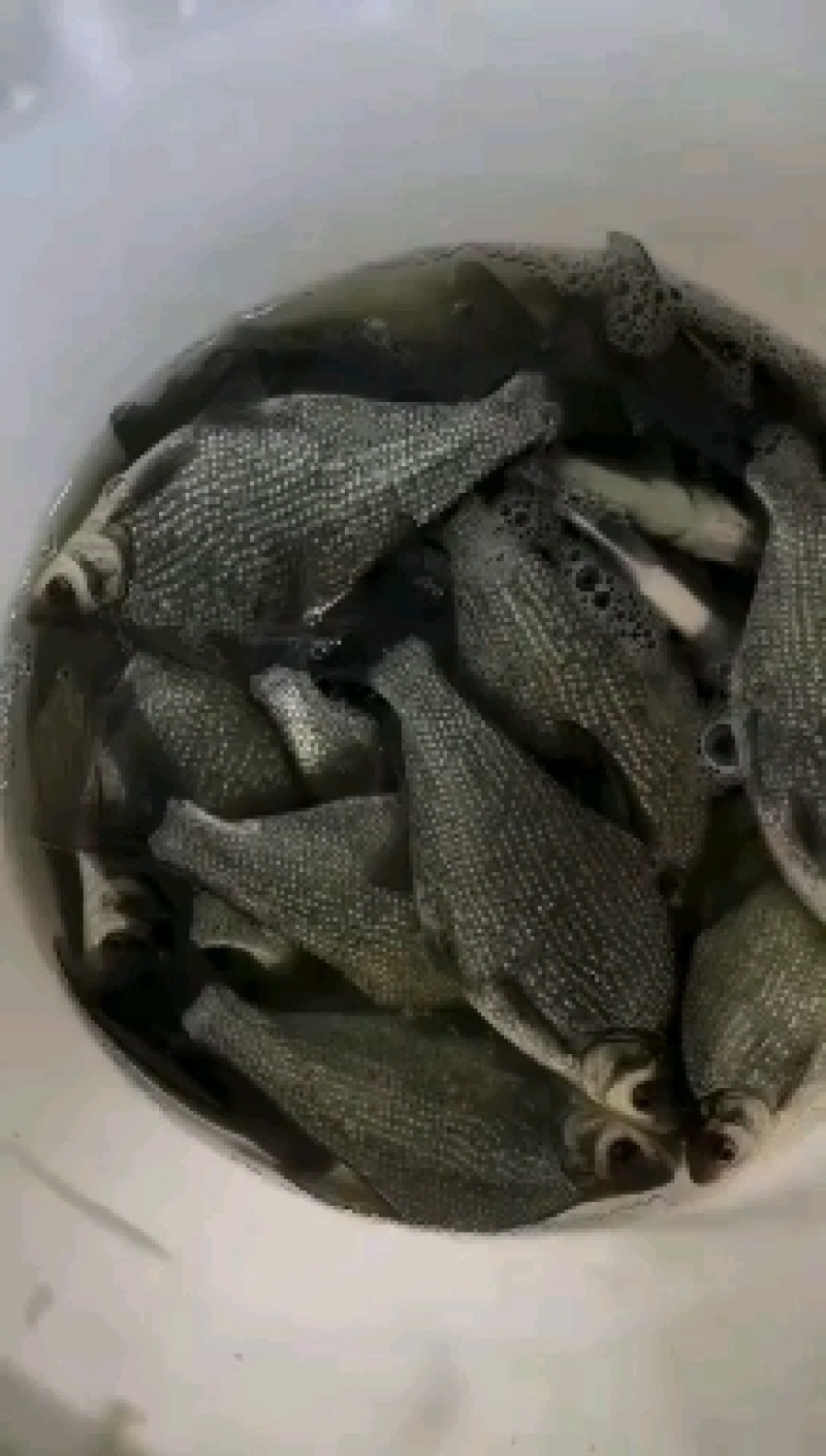 精品武昌鱼大小规格都有，需要的老板电话联系